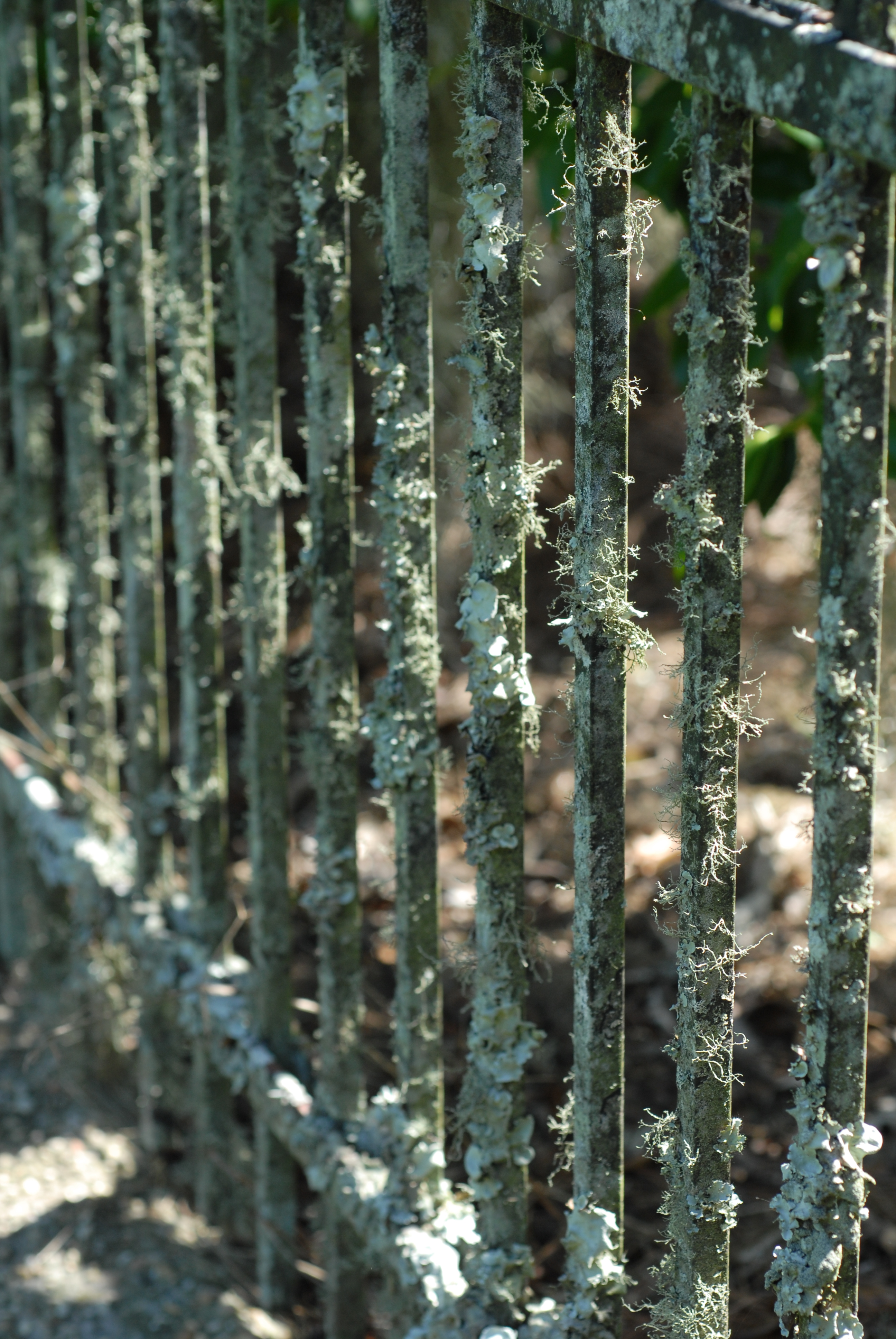 Figure 1 lichens growing on an iron fence postjpg